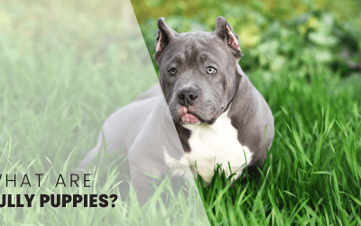 What are Bully Puppies? Explaining This Breed Group and Where It Comes From?