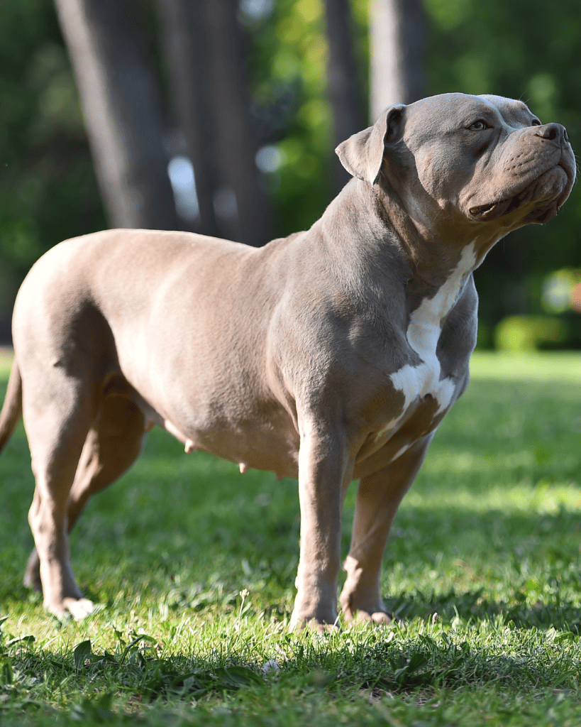 What are Bully Puppies (2)