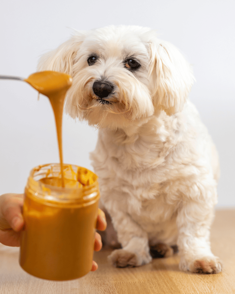 When Can Puppies Have Peanut Butter 
