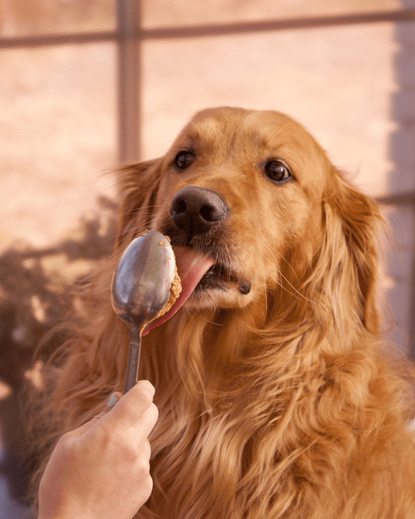 When Can Puppies Have Peanut Butter  (1)