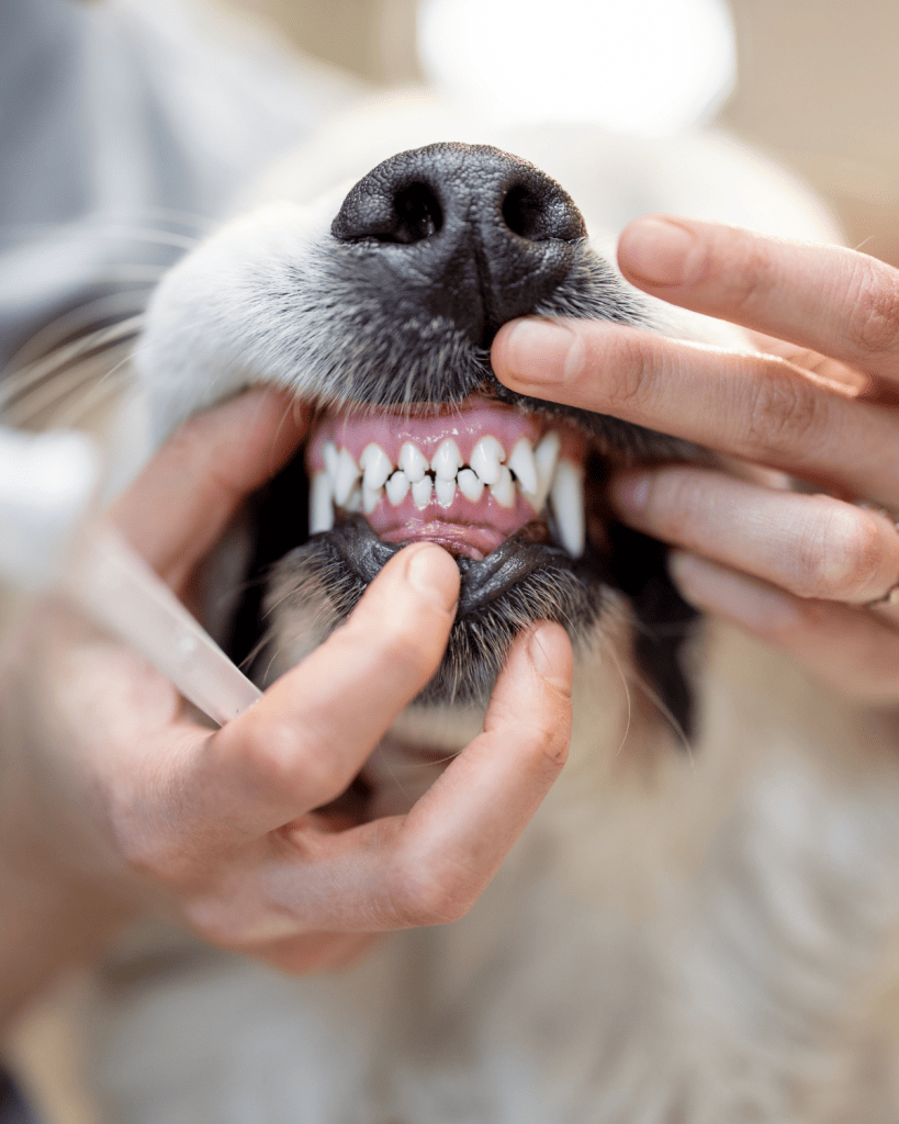When Do Puppies Lose Their Puppy Teeth (1)
