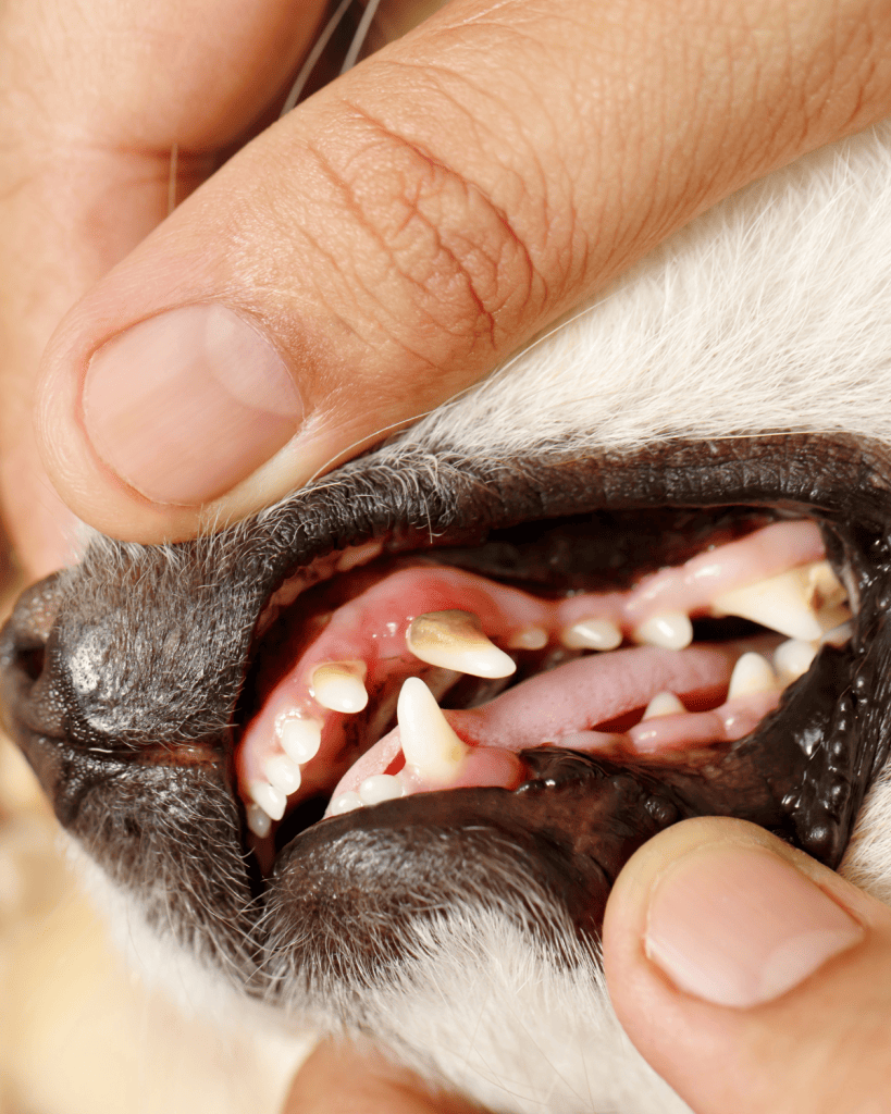 When Do Puppies Lose Their Puppy Teeth (2)