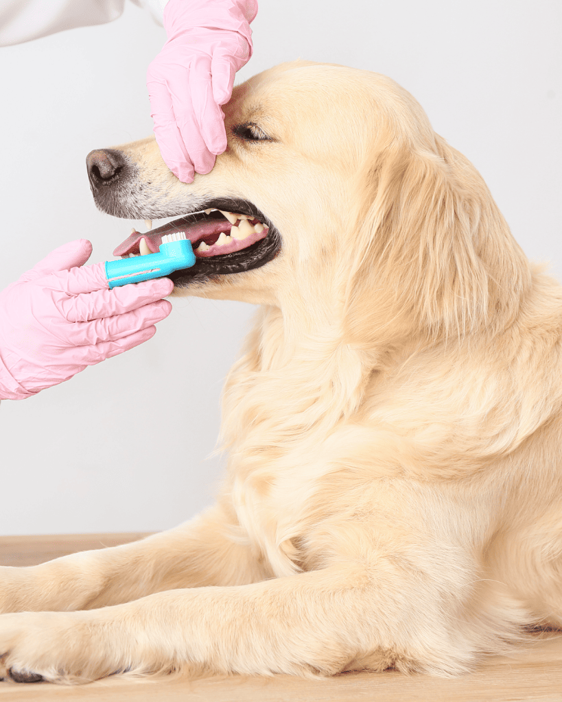 When Do Puppies Lose Their Puppy Teeth (3)