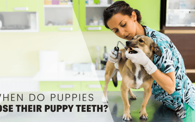 When Do Puppies Lose Their Puppy Teeth? A Complete Guide to Teething