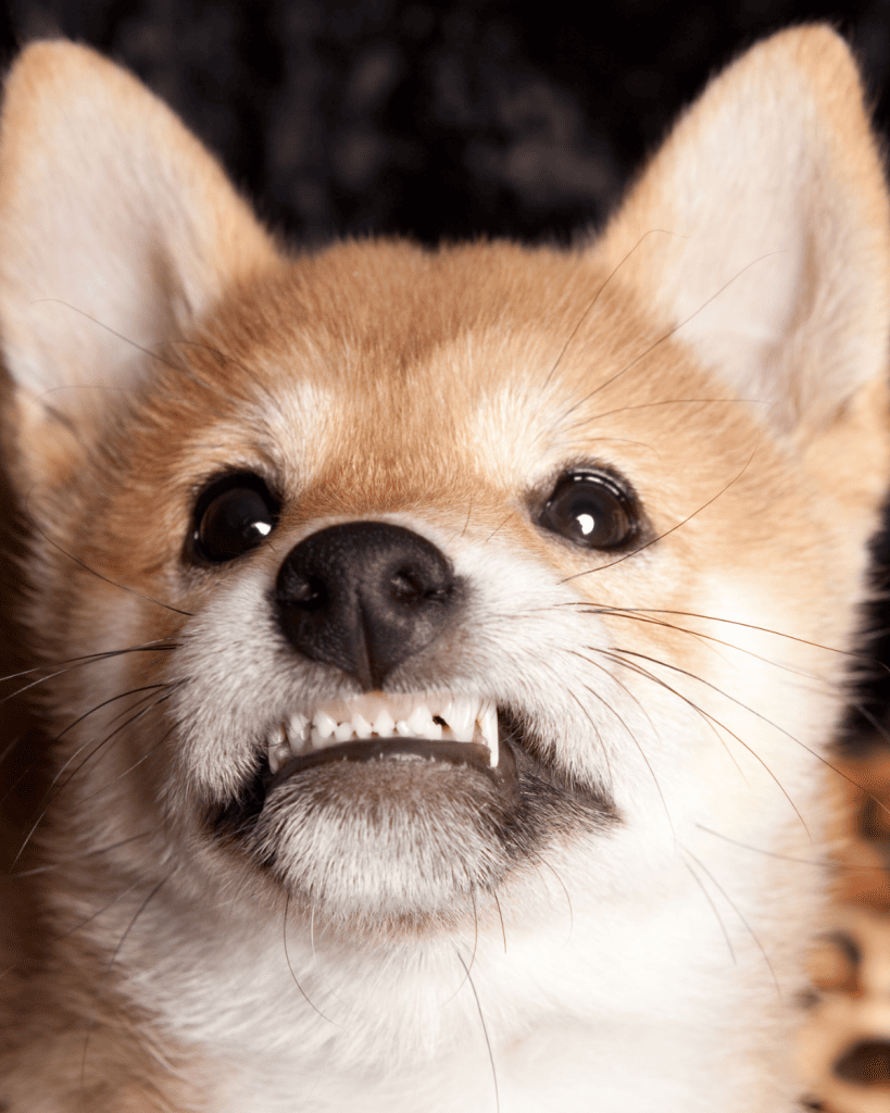 When Do Puppies Lose Their Puppy Teeth