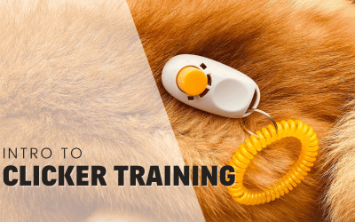 What Is Clicker Training For Dogs? Explained By A Trainer