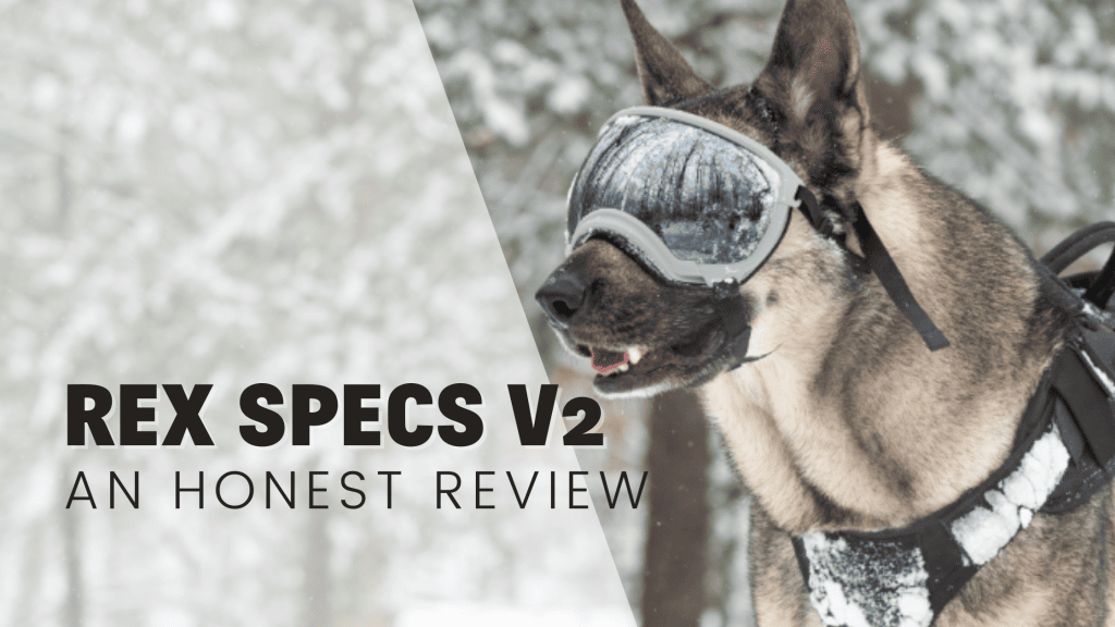 rex specs v2 review