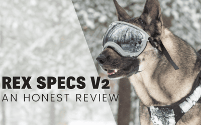Rex Specs V2 – An Honest Review