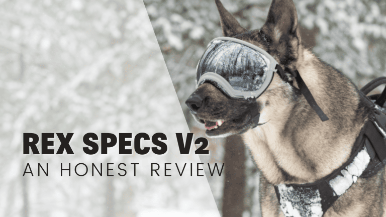 Doggles and More: A Beginner’s Guide to Helping Your Dog with Sunglasses or Goggles