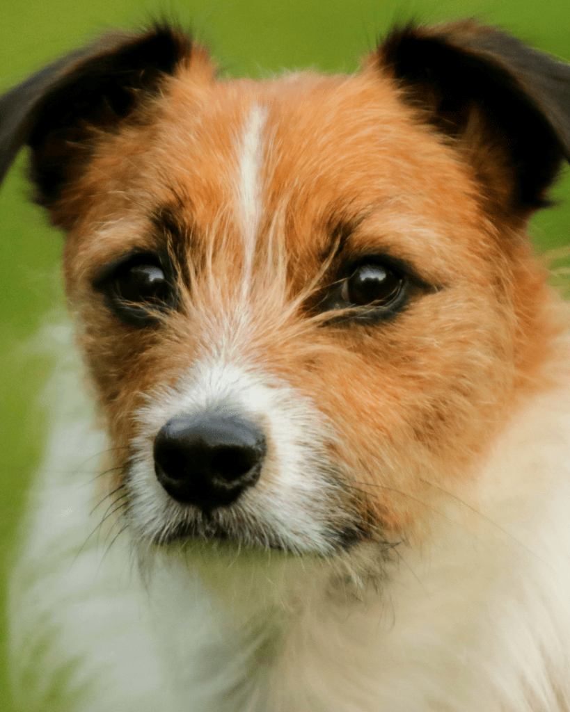25 dog breeds hardest to potty train (10)