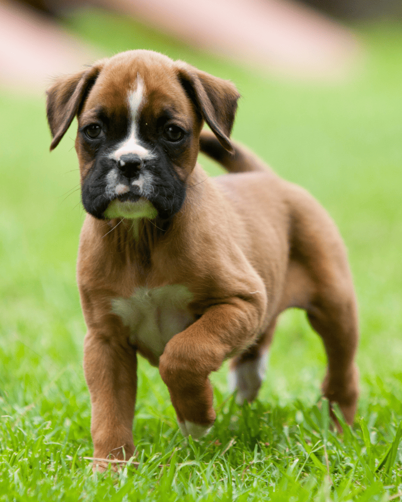 25 dog breeds hardest to potty train (4)