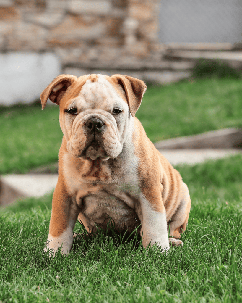 25 dog breeds hardest to potty train (5)