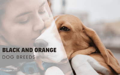 23 Black and Orange Dog Breeds – A Complete List