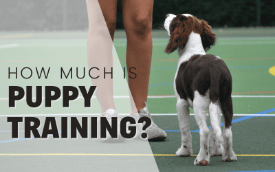 How Much Does Puppy Training Cost? 2024