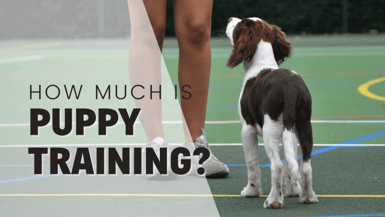 How Much Does Puppy Training Cost? 2026