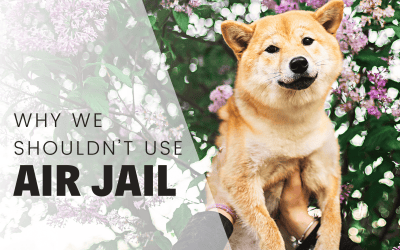 The Truth About ‘Air Jail’: Professional Dog Trainers Advise Caution