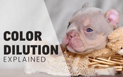 Color Dilution in Dogs: The Underlying Problems of Dilute Coats Explained 