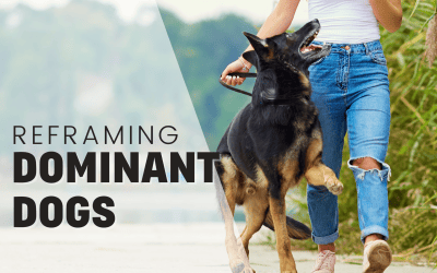 Reframing “Dominant” Dogs In A Modern Context – With 8 Examples