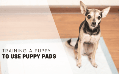 Training Your Puppy to Use Puppy Pads