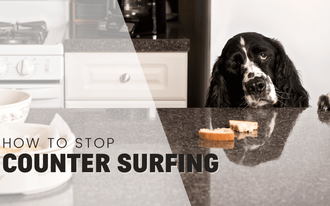 How to Stop a Dog Counter Surfing: Effective Strategies for a Well-Behaved Pup