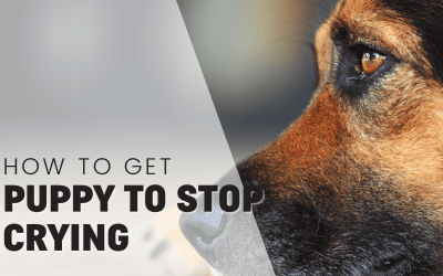 Why Is My Puppy Crying? When to Comfort Them vs Wait