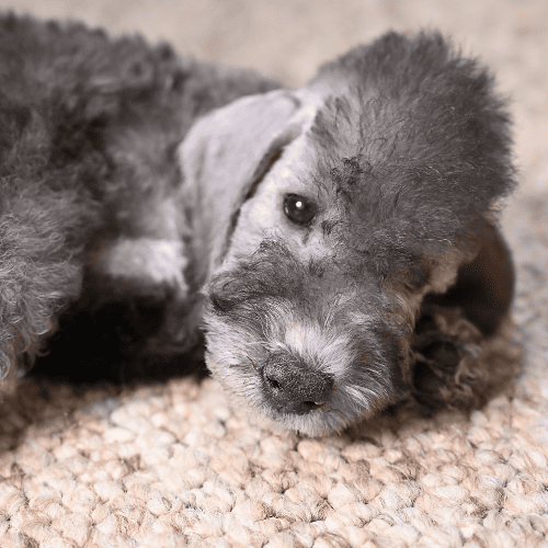 Bedlington terrier, a little lamb and another gray dog