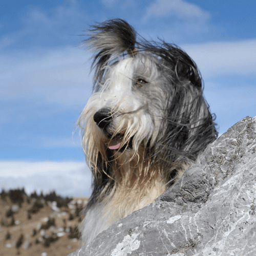 a grey and white bearded collie hanging out by a rock
