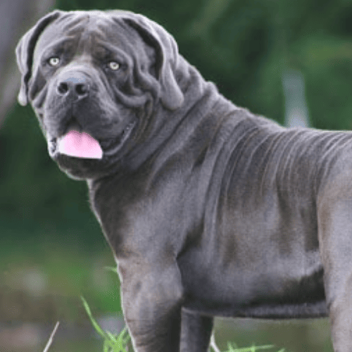 the steely blue of the boerboel is a wonderful example of a grey dog - but it is an off-standard color
