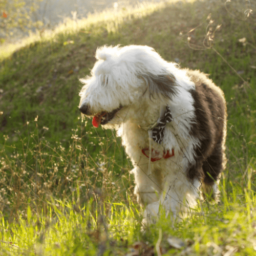 Old english sheepdog is another one of the classic grey dogs