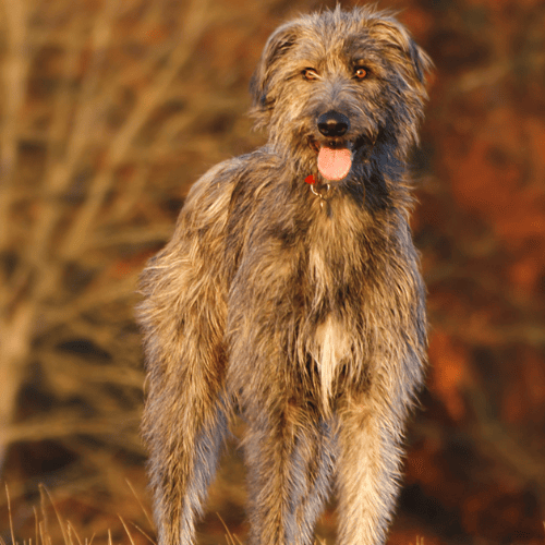 the classic grey irish wolfhound