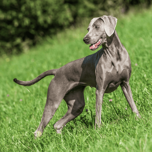 blue lacy is a stunning grey dog