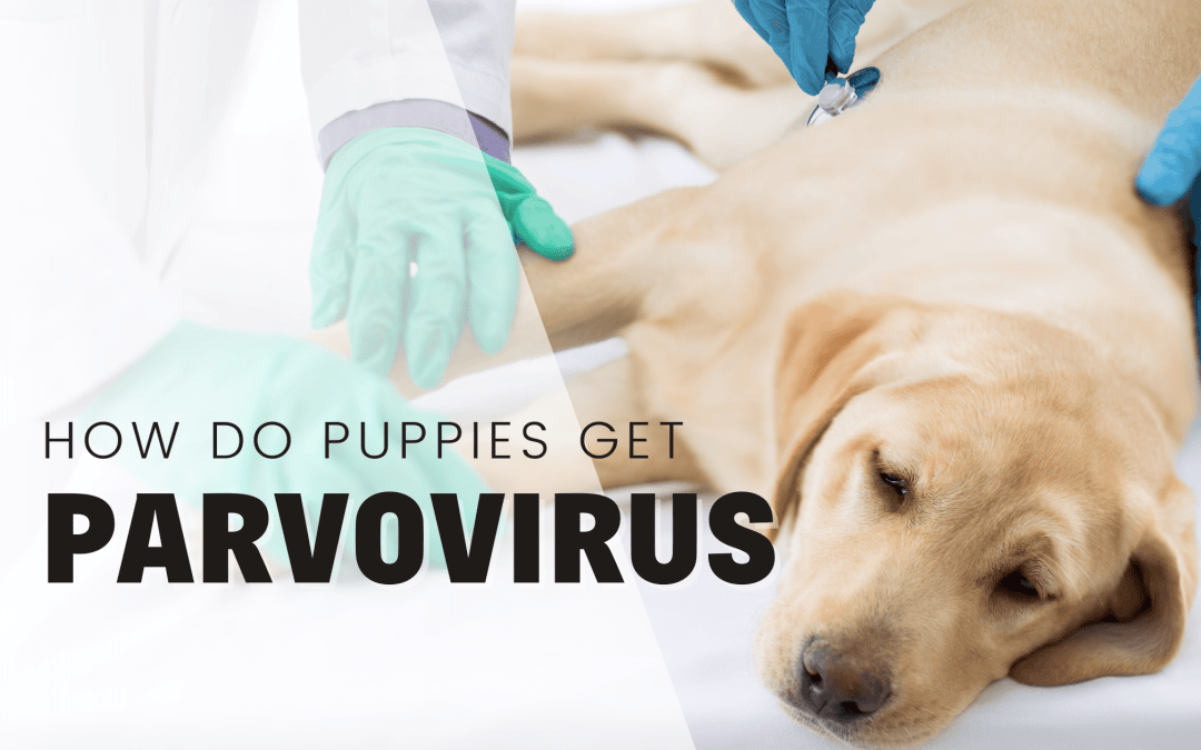 How Can A Puppy Get Parvo? A complete guide to Parvovirus