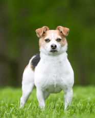 4 Hypoallergenic Jack Russell Terrier Mixes Booboone 4 Hypoallergenic Jack Russell Terrier Mixes Booboone