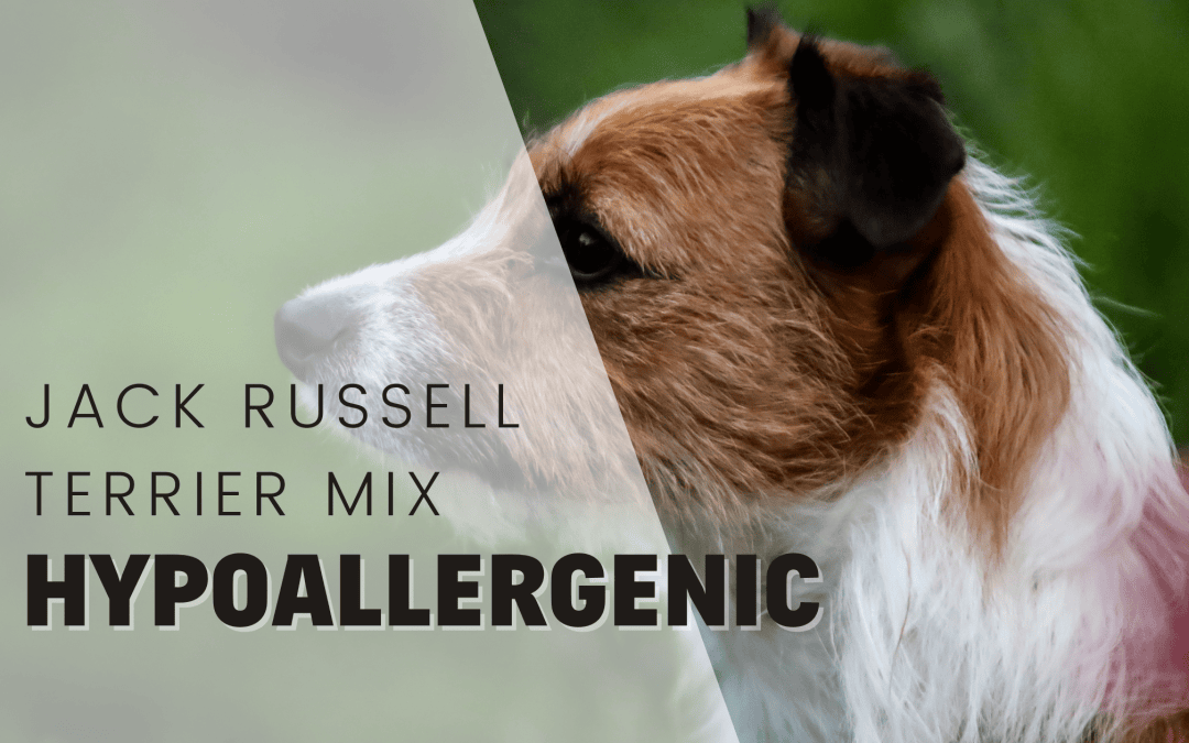 4 Hypoallergenic Jack Russell Terrier Mixes
