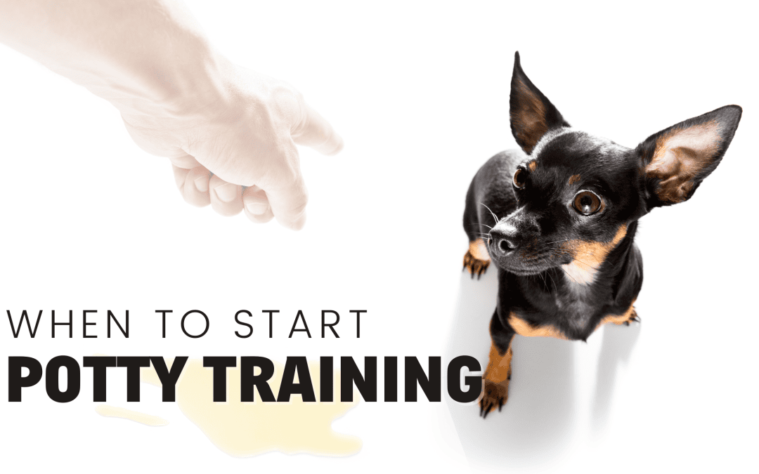 When Can You Start Potty Training a Puppy?
