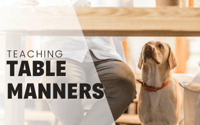 Teach Your Dog Or Puppy Table Manners & End Begging