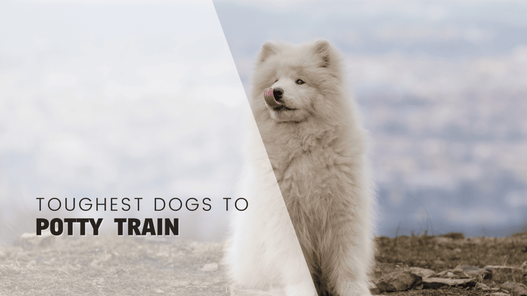 toughest dogs to potty train (1)