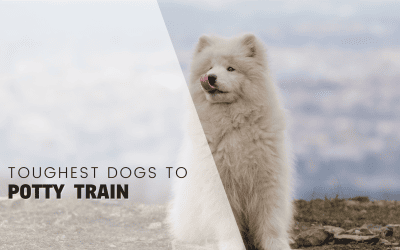 The Toughest 25 Dogs To Potty Train