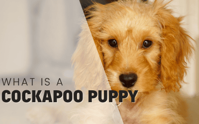 Everything You Need to Know About Cockapoo Puppies: A Comprehensive Guide