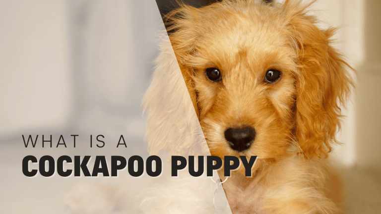 Everything You Need to Know About Cockapoo Puppies: A Comprehensive Guide