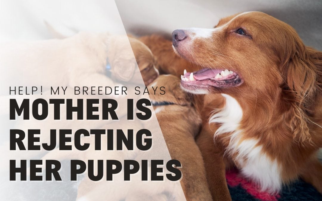 Help! Our Breeder Says Mother Dog Is “Rejecting” Her 4–6 Week Puppies?