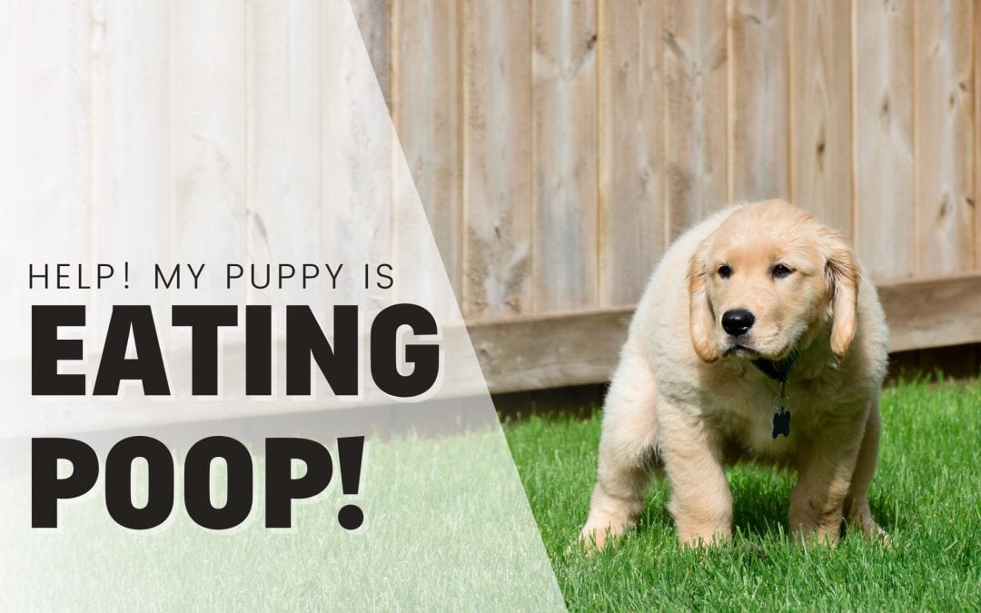 Help! My Puppy Keeps Eating Poop