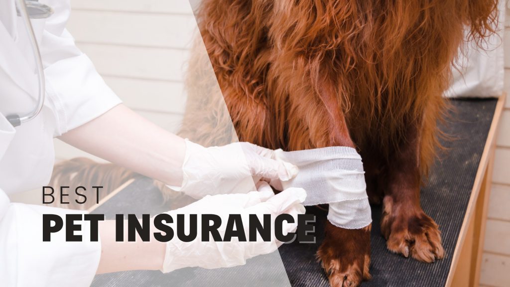 7 Best Pet Insurance for Dogs in 2026: Top Picks for Coverage and Value