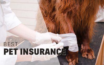 7 Best Pet Insurance for Dogs in 2026: Top Picks for Coverage and Value