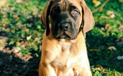 When Should You Spay or Neuter a Mastiff?