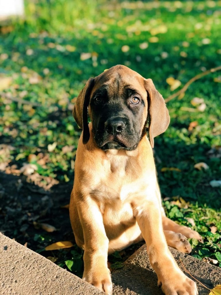 When Should You Spay or Neuter a Mastiff?