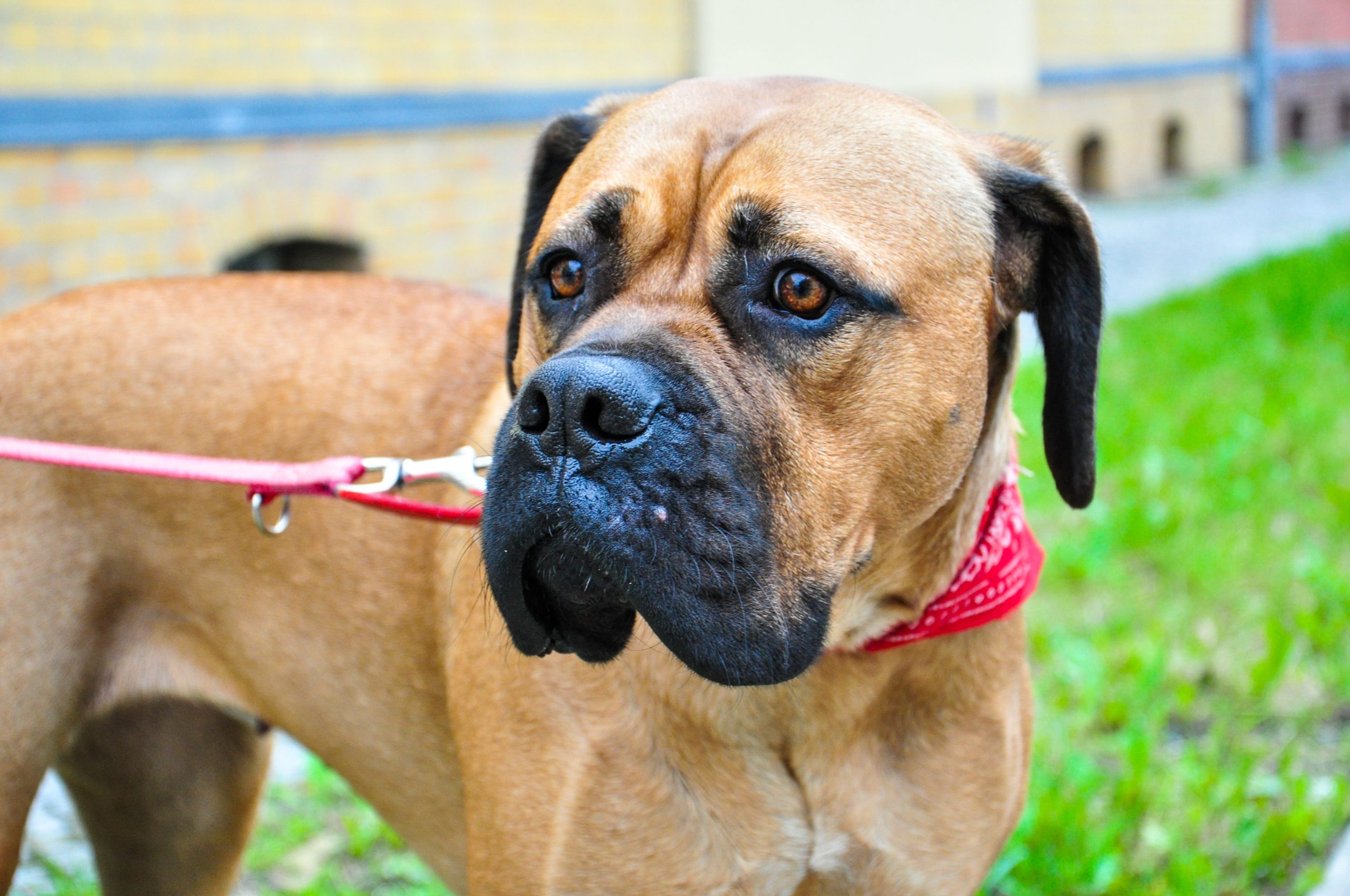 Adult Mastiff outdoors