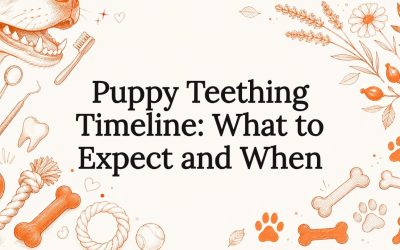Puppy Teething Timeline: What to Expect and When