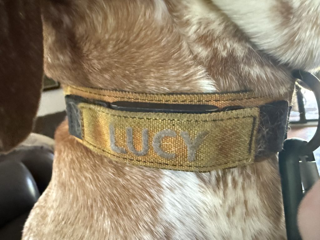 Apple AirTag attached securely to a dog collar for use as a backup location tracker