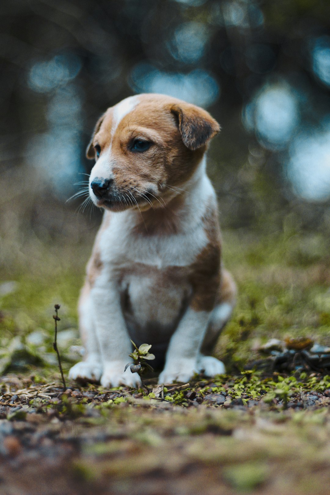 Adolescent puppy standing on grass outdoors